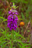 Purple Horsemint