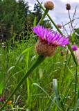 Basketflower