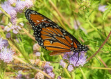 Its My Mistflower!