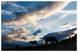 Horses graze at sunset