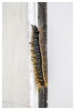 Eastern tent caterpillar; the species Norah smuggled to school