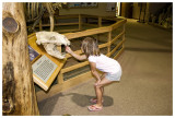 Checking out an old bear skull