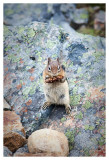 Pinecone snack