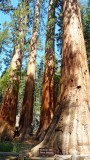 753 1 Yosemite Mariposa Grove Bachelor and Three Graces.jpg