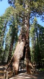 754 2 Yosemite Mariposa Grove California Tree.jpg