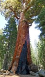 756 2 Yosemite Mariposa Grove Grizzly Giant.jpg