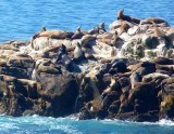 252 Sea Lion Point, Pt Lobos.jpg