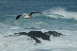 810 Point Cabrillo Light Station 2014.jpg