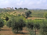 570 Tuscan countryside 17jpg.jpg
