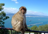 1622 Gibraltar monkeys.jpg