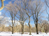 422 8 Central Park snow 2016 5.jpg