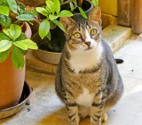 218 Chania Crete.jpg