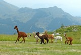 250 854 Mt Baldo.jpg