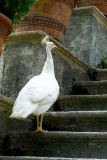 272 153 Stresa Isola Bela.jpg