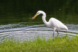 Breakfast on the pond