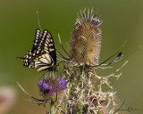 Anise Swallowtail