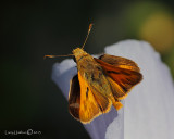 Skipper