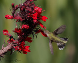 Black-chinned Hummingbird