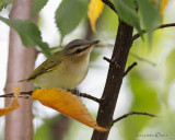 Red-eyed Vireo