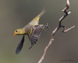 Western Tanager
