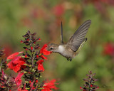 Black-chinned Hummingbird