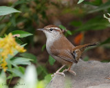 Bewicks Wren