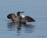 Common Loon