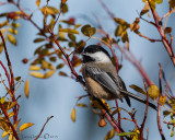 Black-capped Chickadee