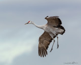 Sandhill Crane