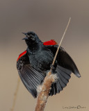 Red-winged Blackbird