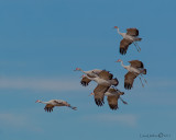 Sandhill Cranes