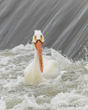 American White Pelican