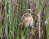 Nelsons Sharp-tailed Sparrow