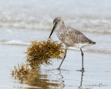 Willet