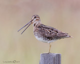 Common Snipe