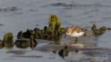 Semipalmated Sandpiper