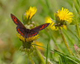 Common Alpine Butterfly