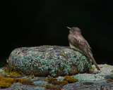 Black Phoebe