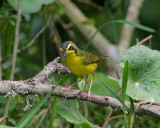 Kentucky Warbler