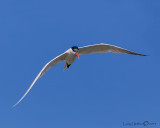 Caspin Tern