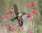 Black-chinned Hummingbird