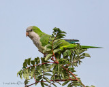 Monk Parrot