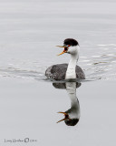 Western Grebe