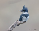 Belted Kingfisher