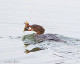 Common Merganser