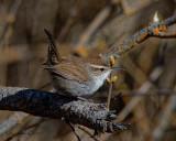 Bewicks Wren