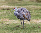 Sandhill Crane