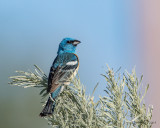 Lazuli Bunting