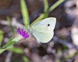 Cabbage White Butterfly