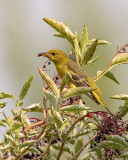 Western Tanager